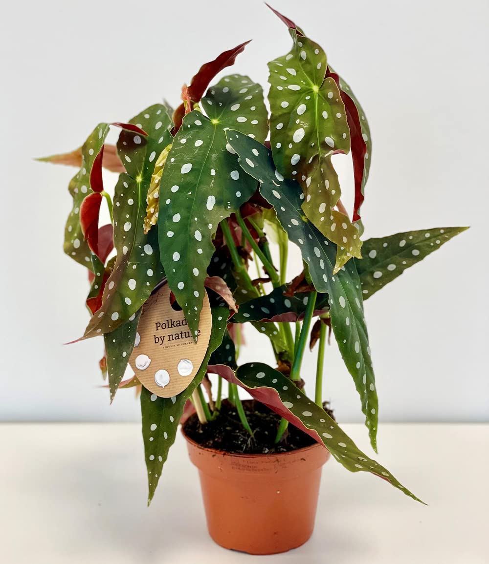 baldur-garten-forellenbegonie-maculata-gro-14-cm-topf-ca-30-cm image 3
