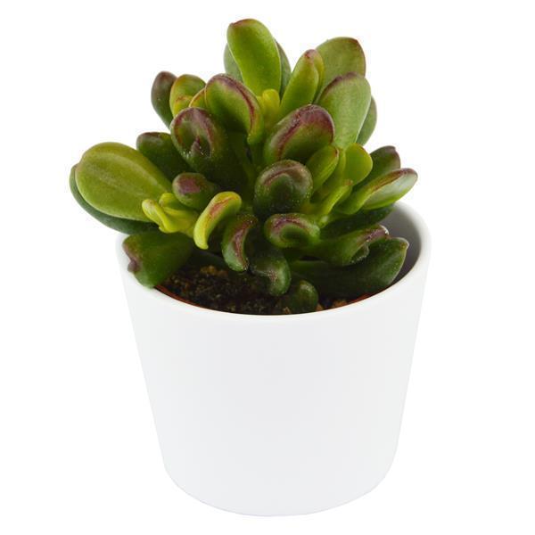 pasiora-crassula-ovata-gandalf-sukkulente-geldbaum-6cm-topf image 2
