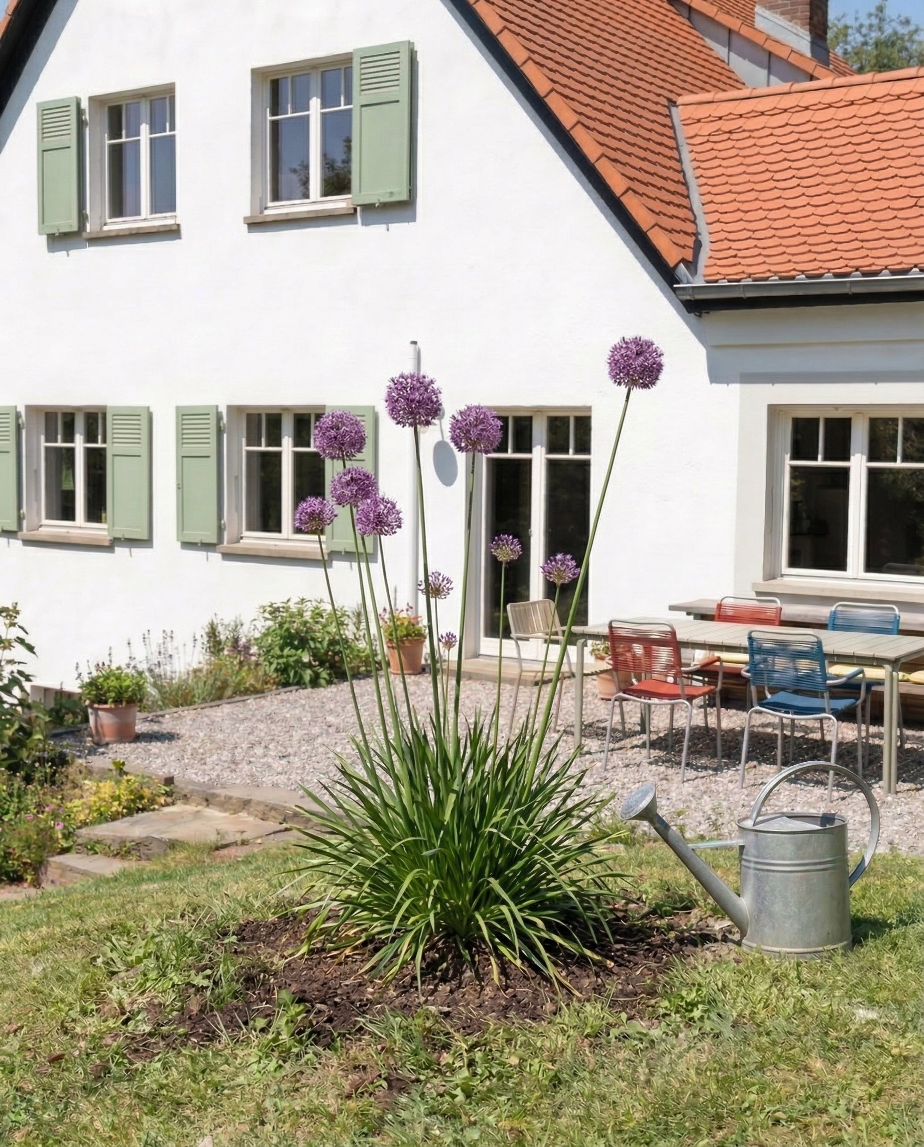 feey-allium-lila-zwiebeln-bienen-berglauch image 2