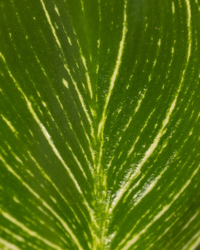 feey-babypflanzen-trio-philodendron-gloriosum-white-measure-red-sun image 8
