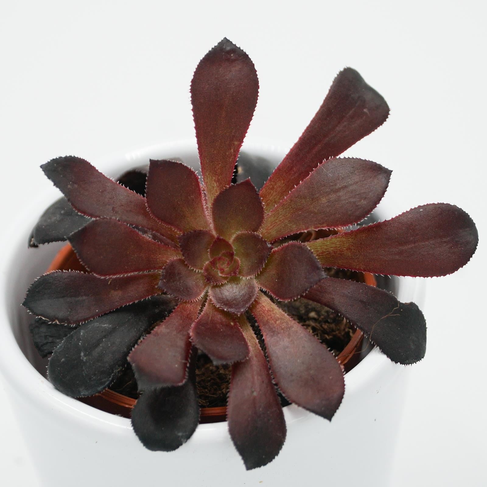 pasiora-aeonium-arboreum-schwarzkopf-sukkulente-6-cm-topf image 4