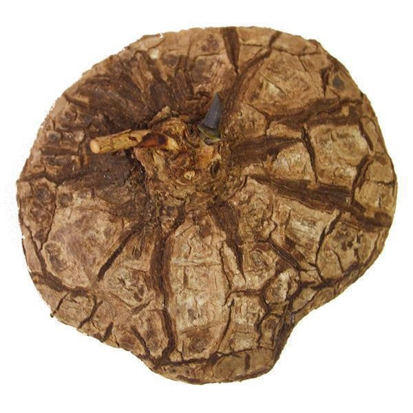 pasiora-dioscorea-mexicana-caudex-knolle-8-11cm image 2