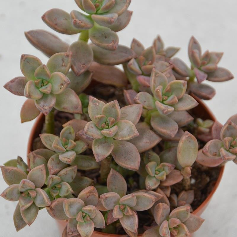 pasiora-sedum-bordeauxhart-sukkulente-8-5cm-topf image 3