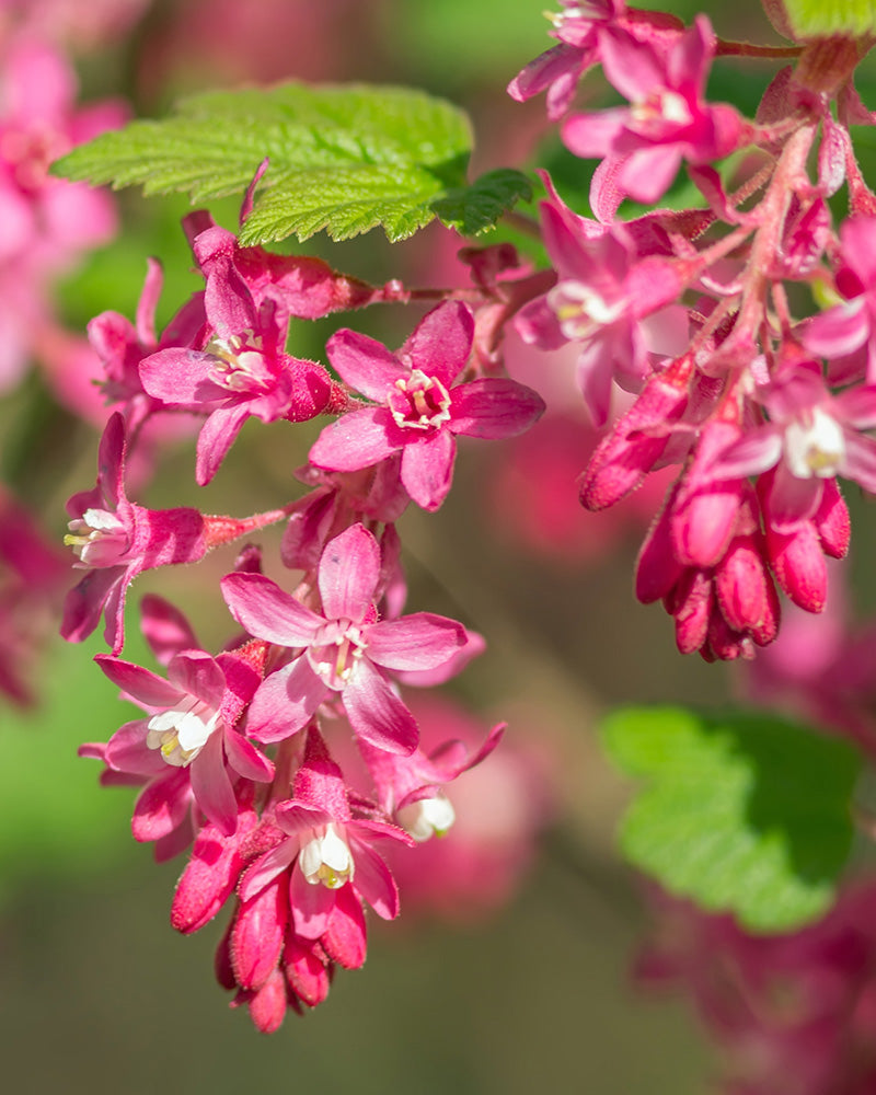 feey-ribes-sanguineum-blutjohannisbeere image 2