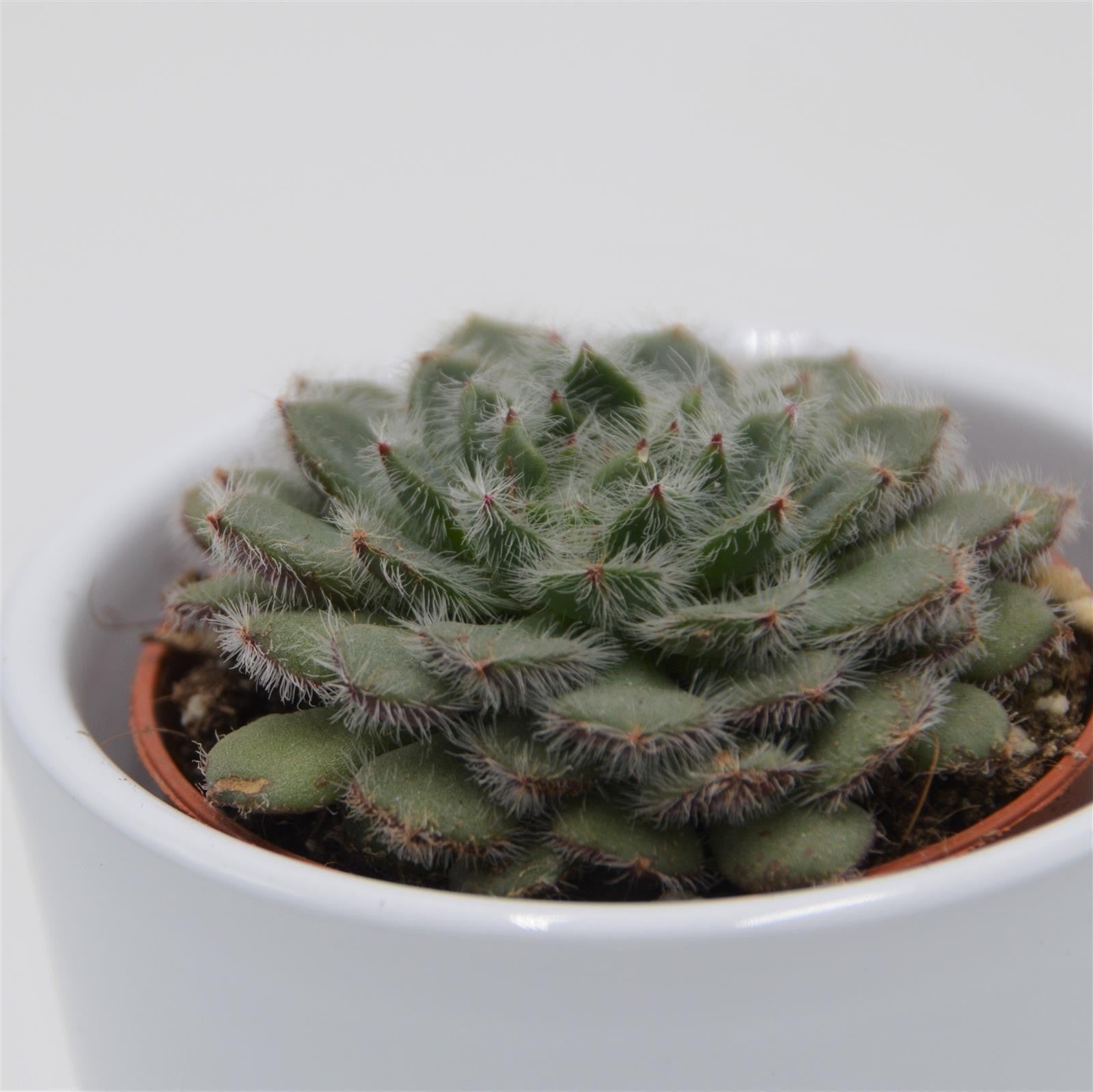 pasiora-echeveria-setosa-var-ciliata-sukkulente-5-5cm image 1