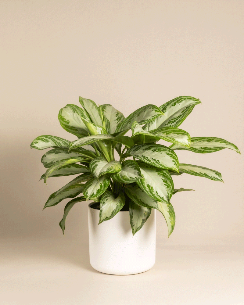 feey-gro-e-aglaonema-silver-bay-zimmerpflanze image 7