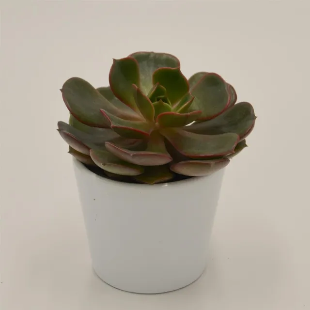 pasiora-echeveria-red-robe-sukkulente-6cm-topf image 1