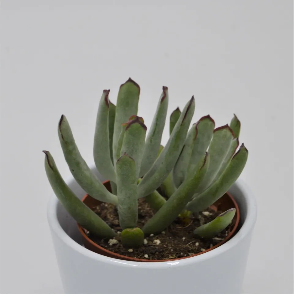 pasiora-cotyledon-octopus-sukkulente-8-5cm-topf image 1
