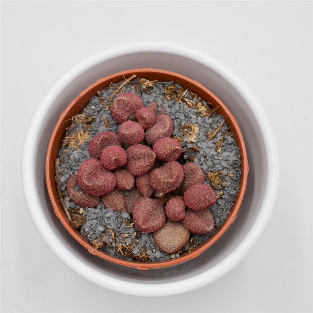 pasiora-adromischus-marianiae-red-coral-8-5cm-sukkulente image 1