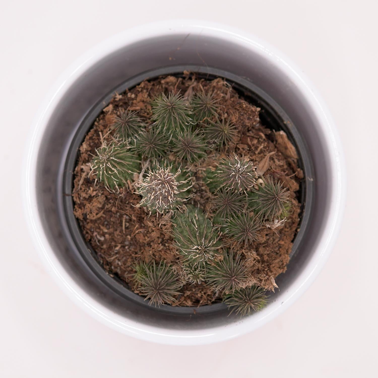 pasiora-huernia-pillansii-sukkulente-aasblume-8cm-topf image 1