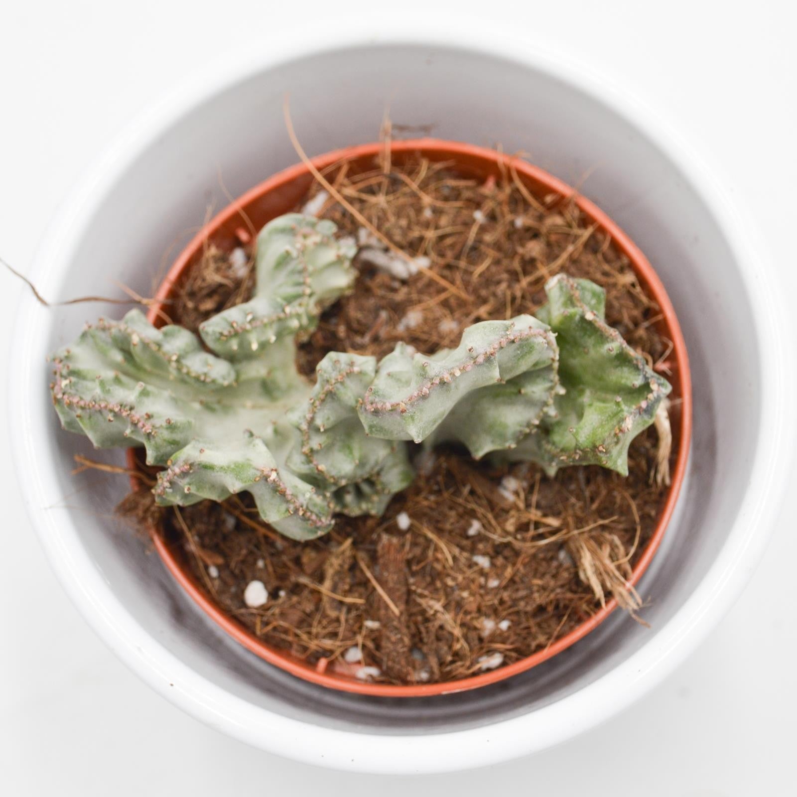 pasiora-euphorbia-lactea-f-variegata-cristata-kamm-koralle-8-5cm-topf image 2
