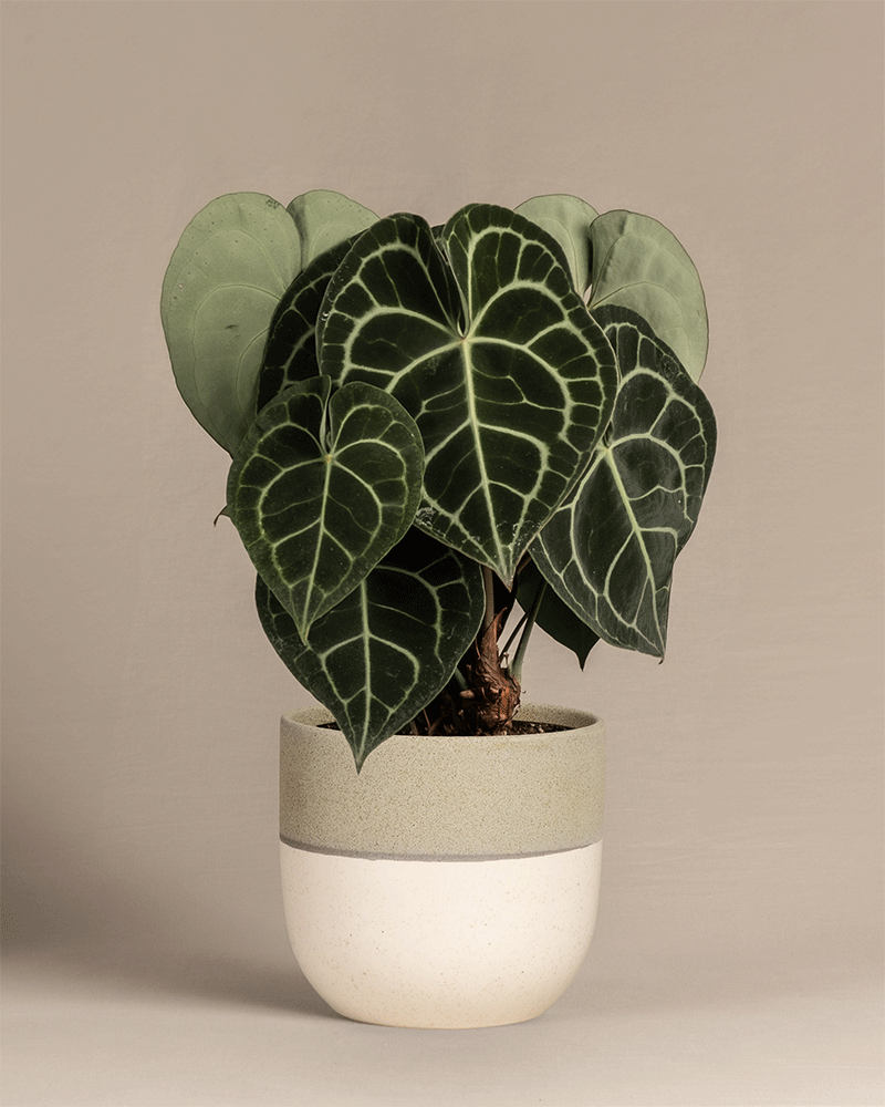 feey-anthurium-clarinervium-zimmerpflanze-herzblattblume image 5