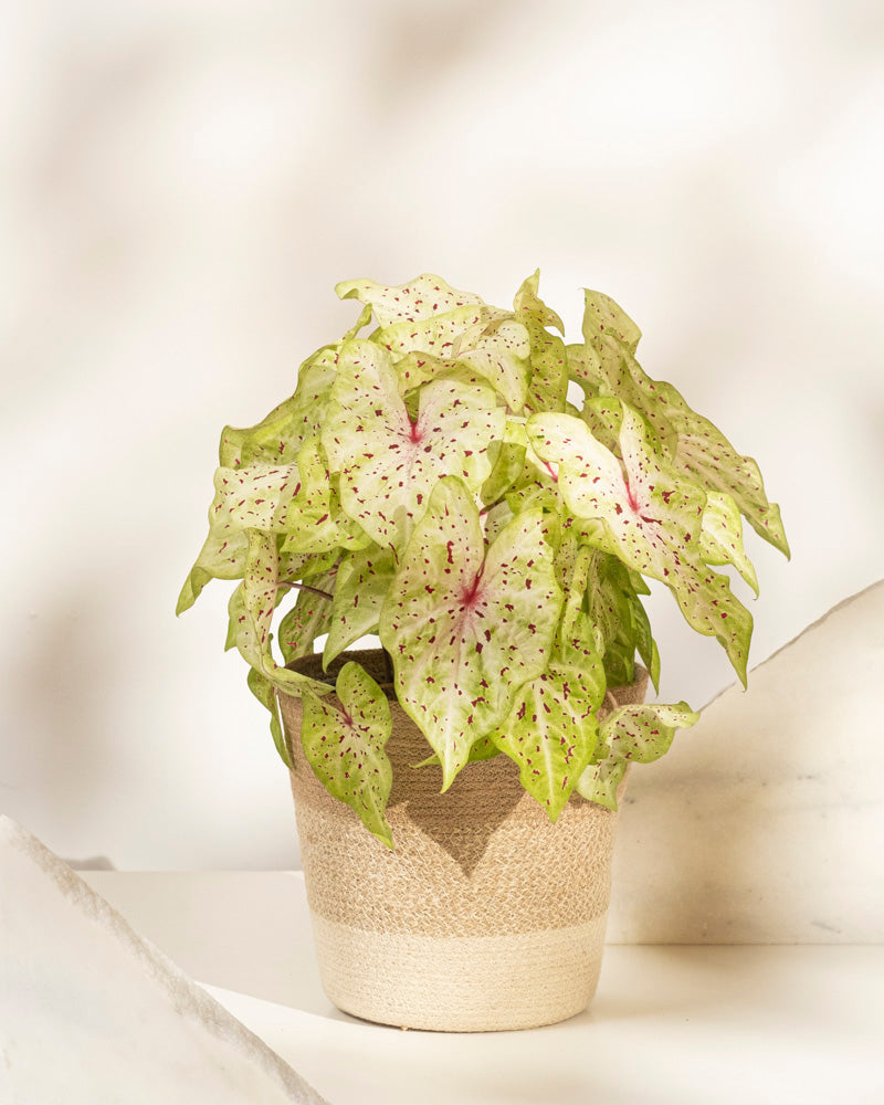 feey-caladium-miss-muffet-buntblatt-zimmerpflanze-gro image 6