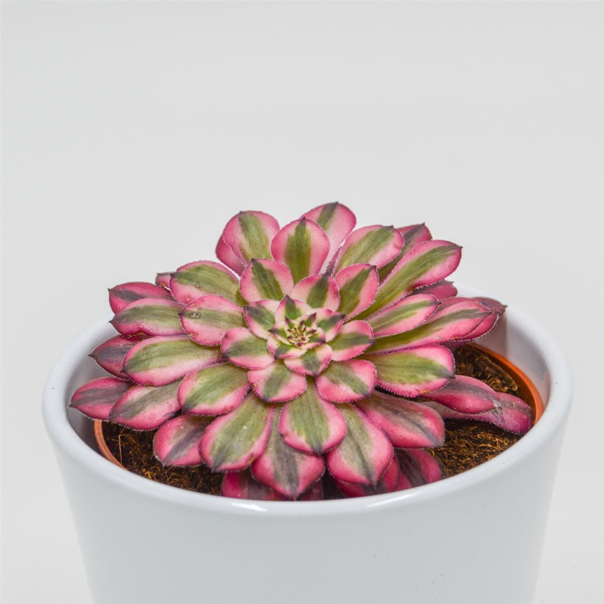 pasiora-aeonium-venus-f-variegata-sukkulente-10-5-cm-topf image 2