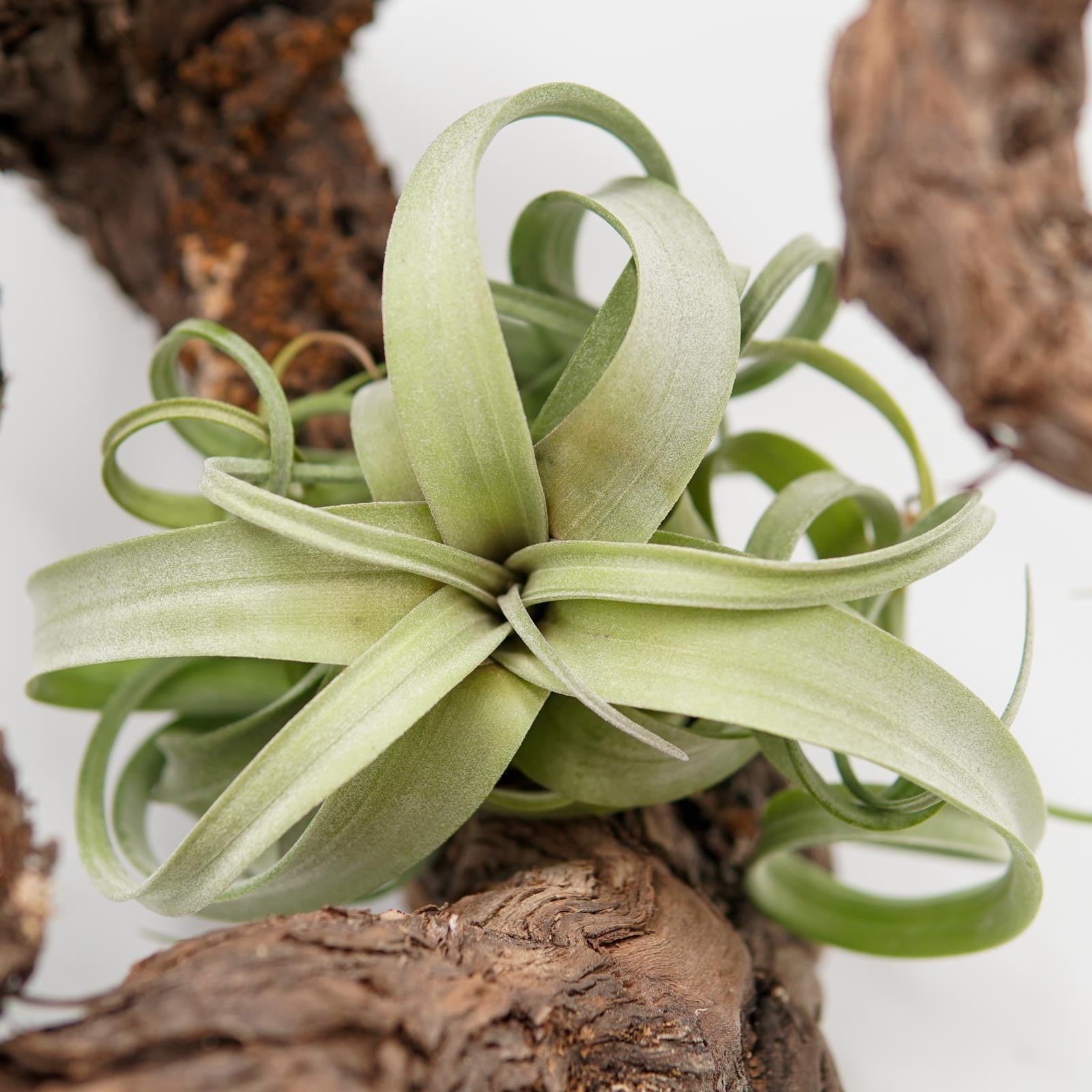 pasiora-tillandsia-curly-slim-luftpflanze-bromelie image 4