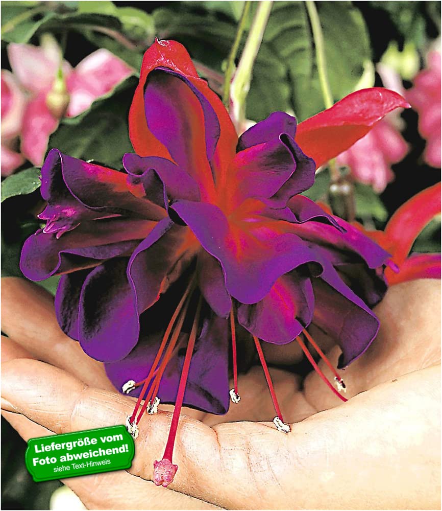 baldur-garten-riesen-fuchsie-voodoo-2-pflanzen-9x9-cm-topf image 1