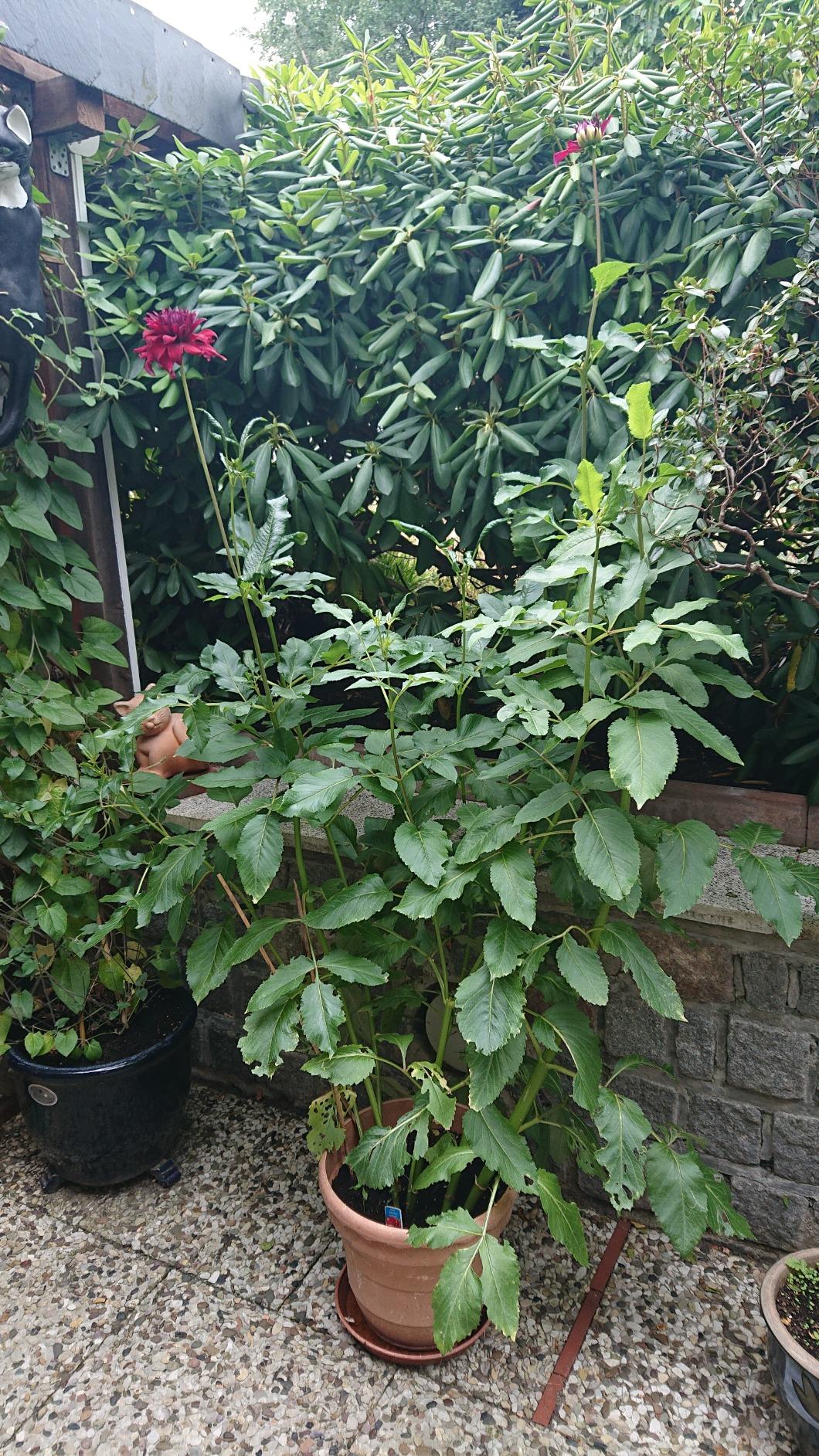 Lieblingsdahlie dieses Jahr