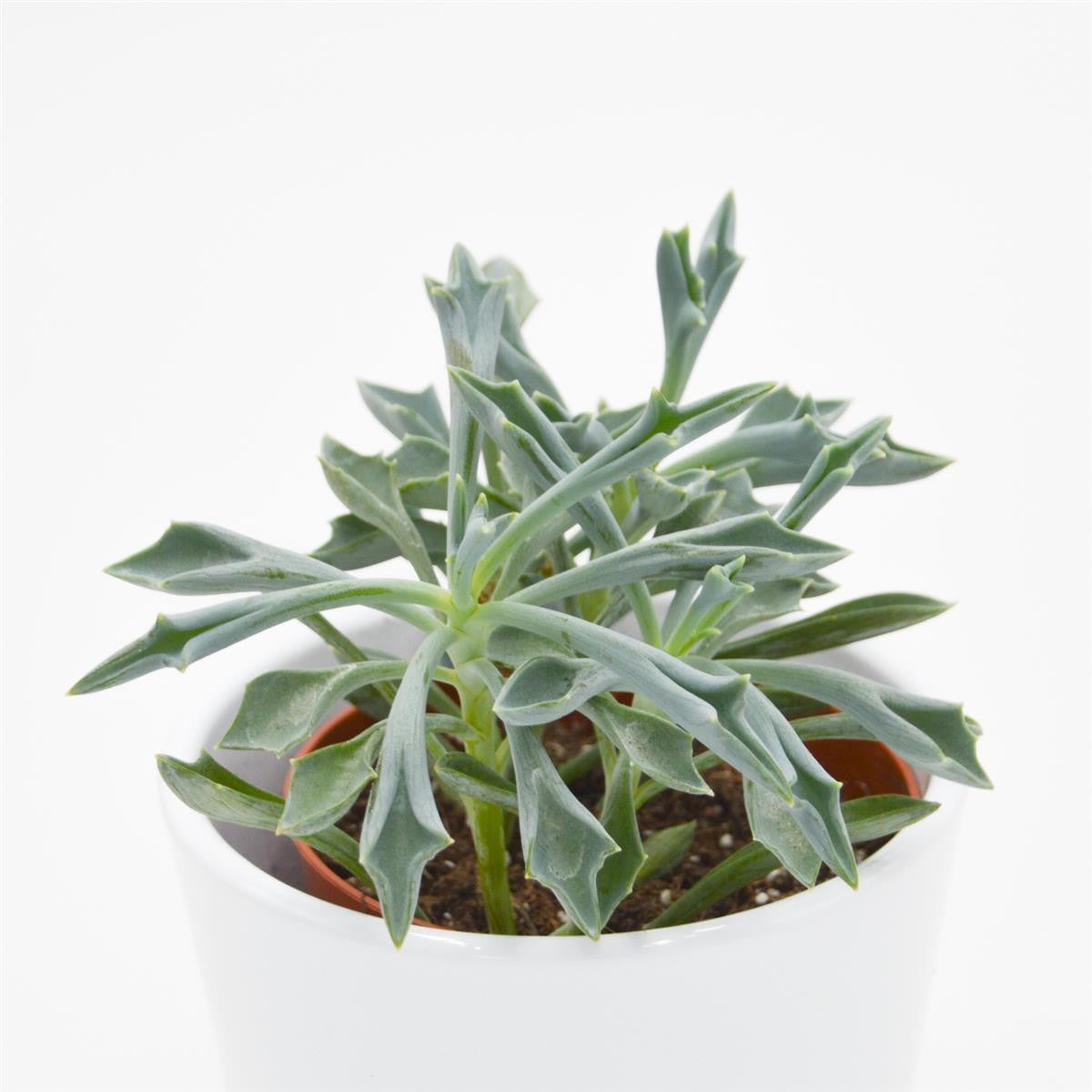 pasiora-senecio-kleiniiformis-sukkulente-8-5-cm-topf image 2