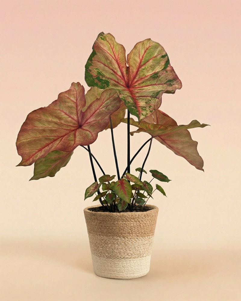 feey-caladium-autumn-beauty-gro-e-saisonale-zimmerpflanze image 6