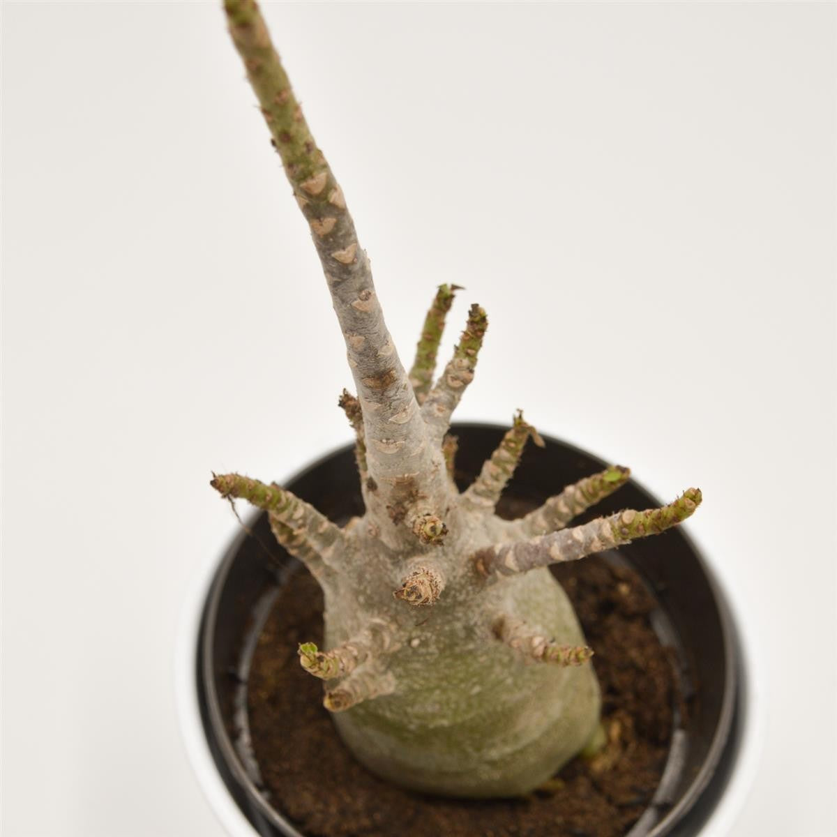 pasiora-adenium-thai-temple-w-stenrose-12cm-topf image 2