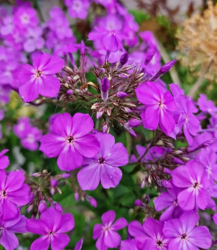 baldur-garten-phlox-js-queen-paola-2x-hoher-stauden-phlox-im-9x9-cm-topf-60-cm image 4