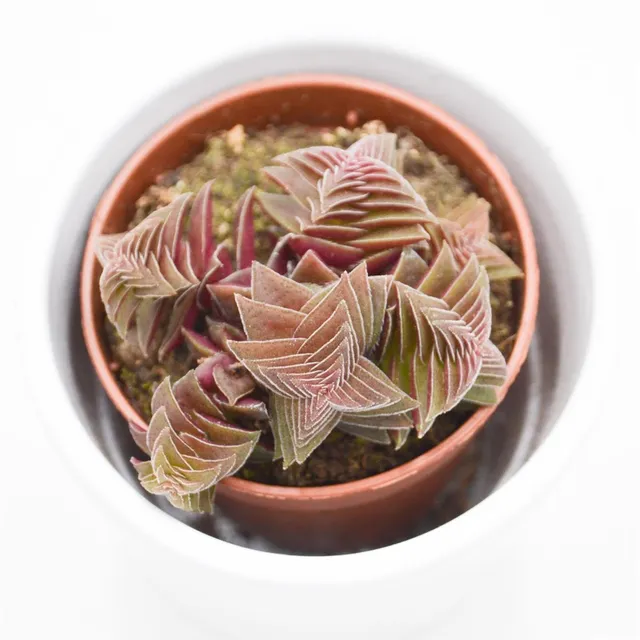 pasiora-crassula-capitella-rubra-sukkulente-5-5cm-topf image 1