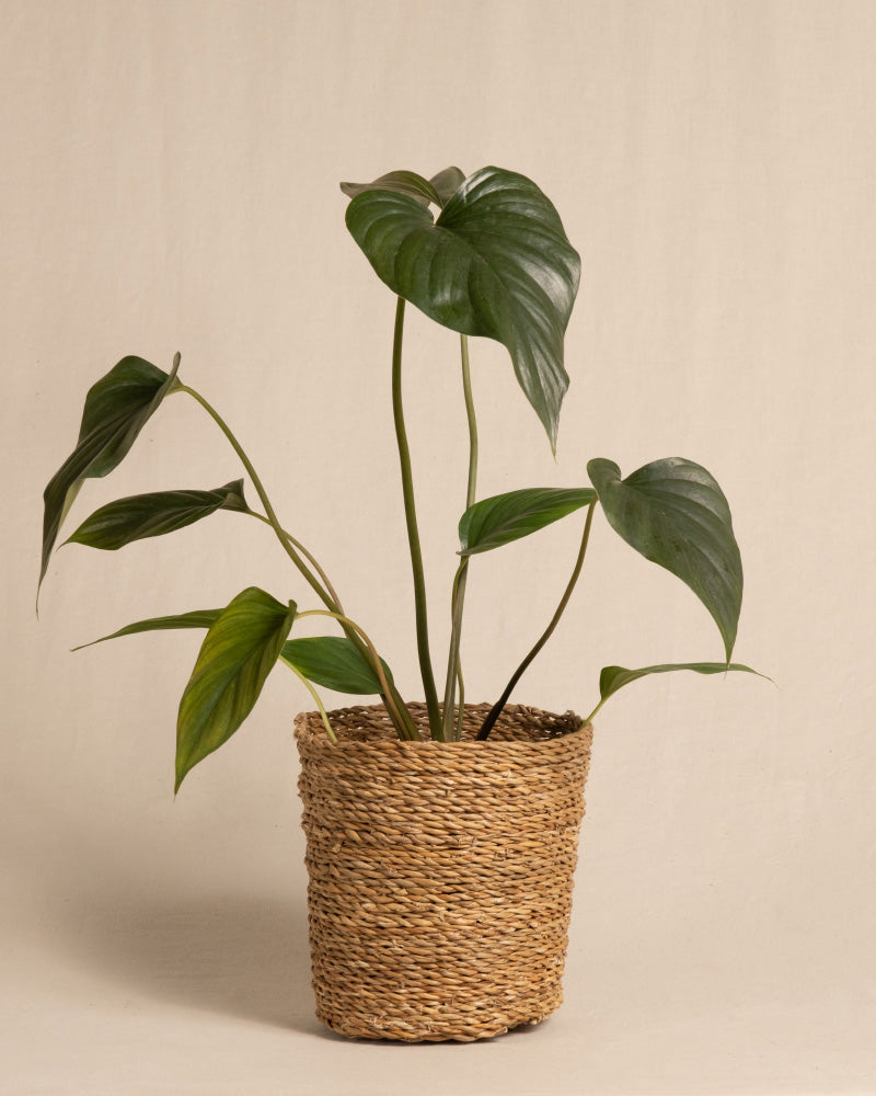 feey-homalomena-rubescens-black-zimmerpflanze-im-topf image 8