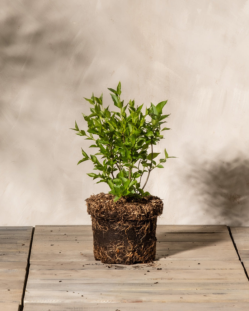 feey-flieder-miss-kim-syringa-patula-1-2-m-f-r-k-bel-und-garten image 3