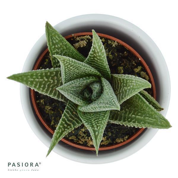 pasiora-haworthia-fasciata-zebra-sukkulente-6-cm image 2