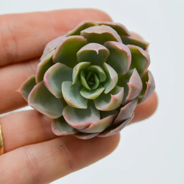 pasiora-echeveria-white-lotus-steckling-indoor-sukkulente image 1