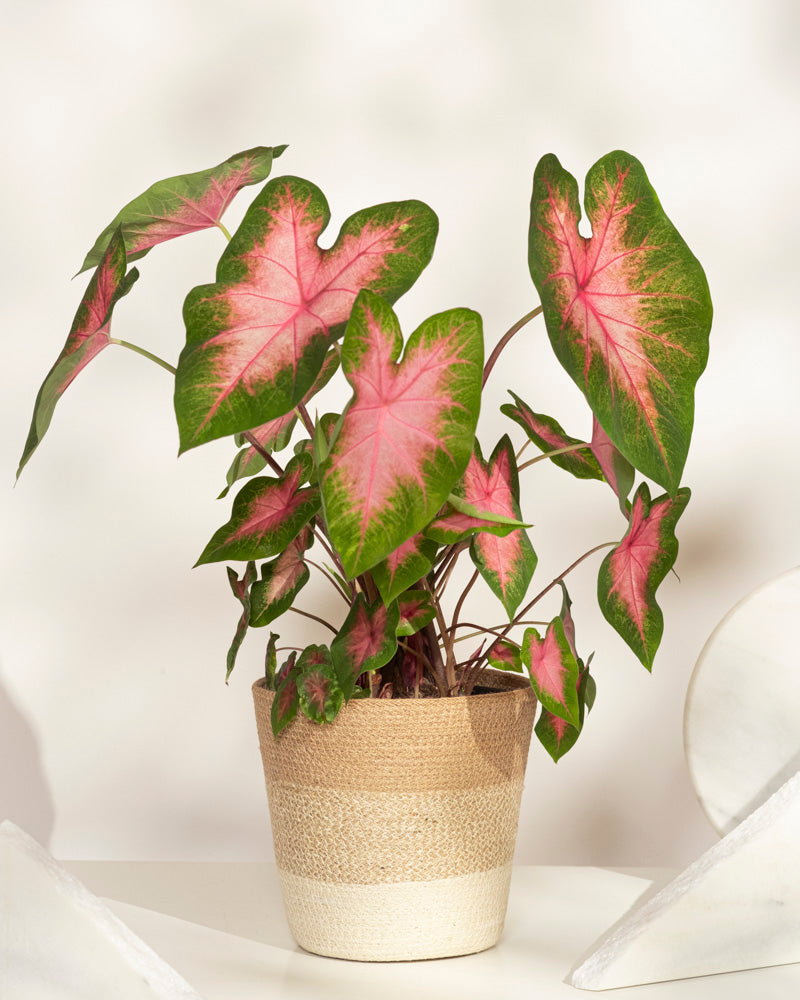 feey-caladium-kathleen-zimmerpflanze image 6