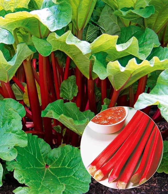 baldur-garten-immertragender-rhabarber-livingstone-2-liter-topf image 1
