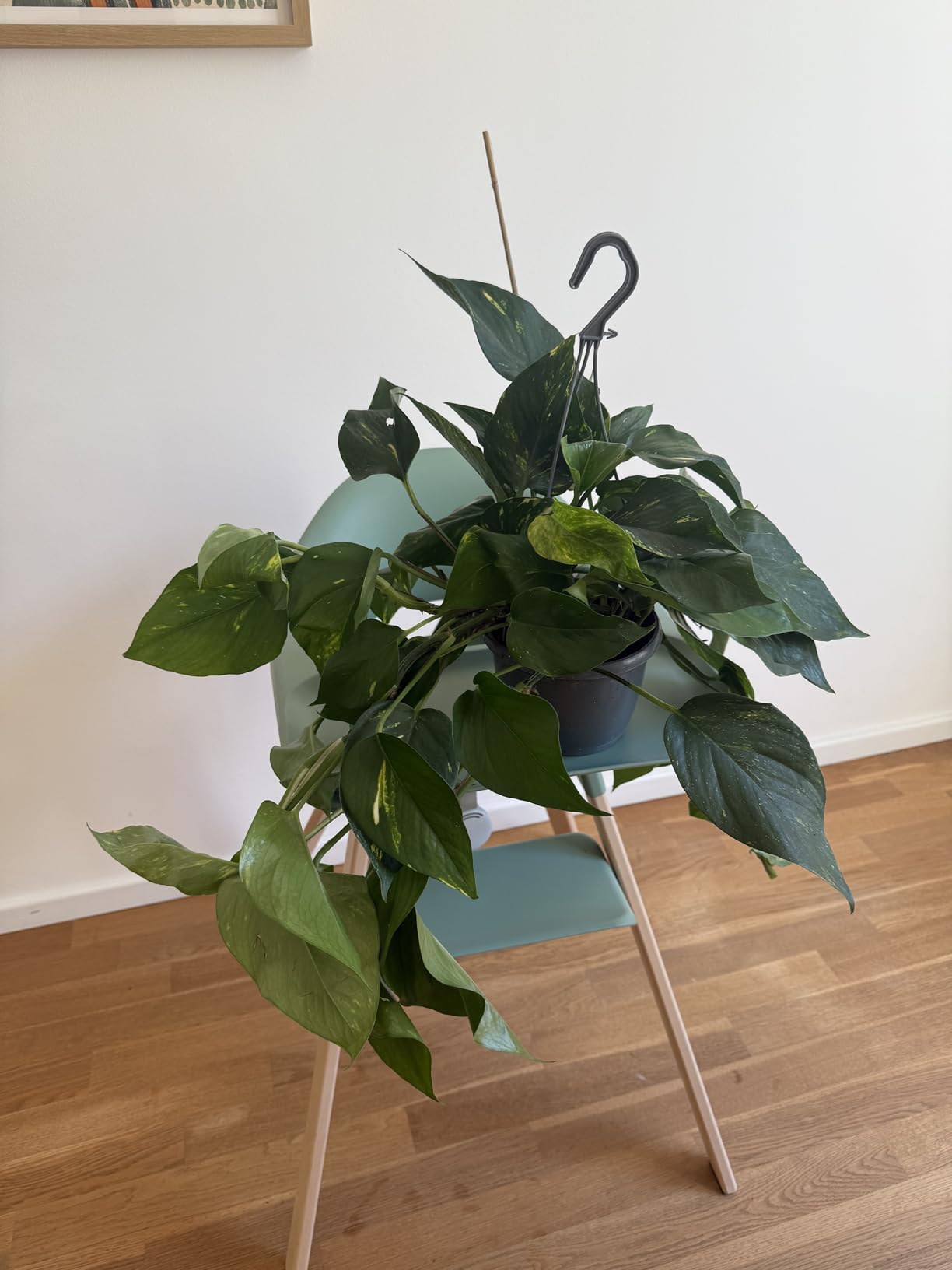 Traumhafte Ranken
