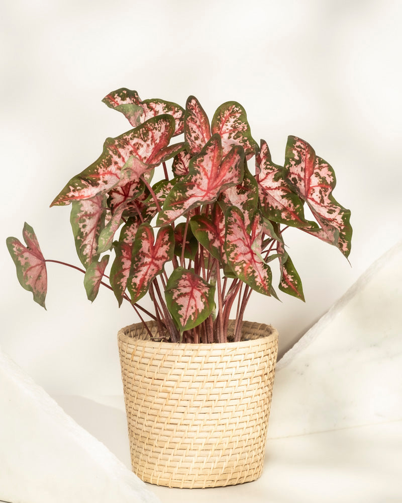 feey-caladium-roze-buntblatt-kaladie-mit-rosa-bl-ttern image 5