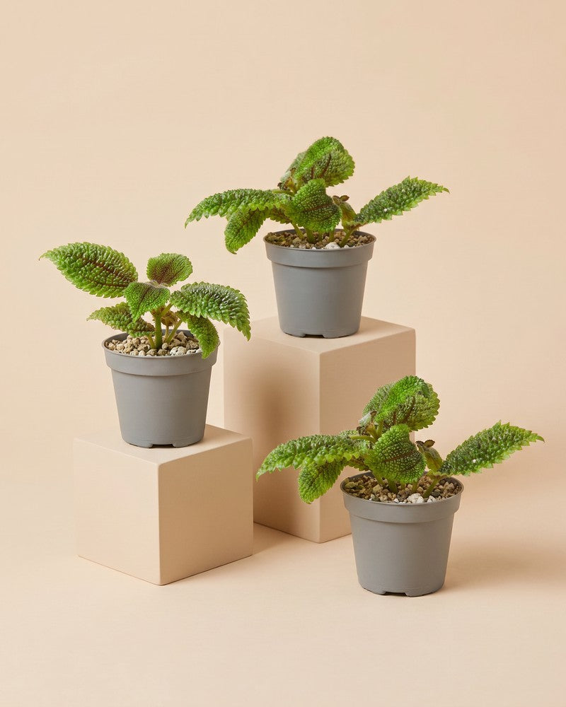 feey-baby-pilea-moon-valley-3er-set image 3
