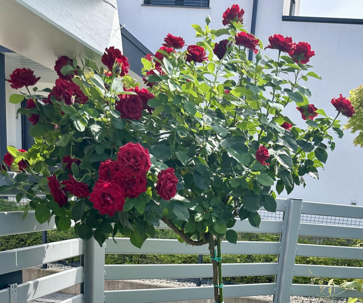 Traumrose für den Vorgarten