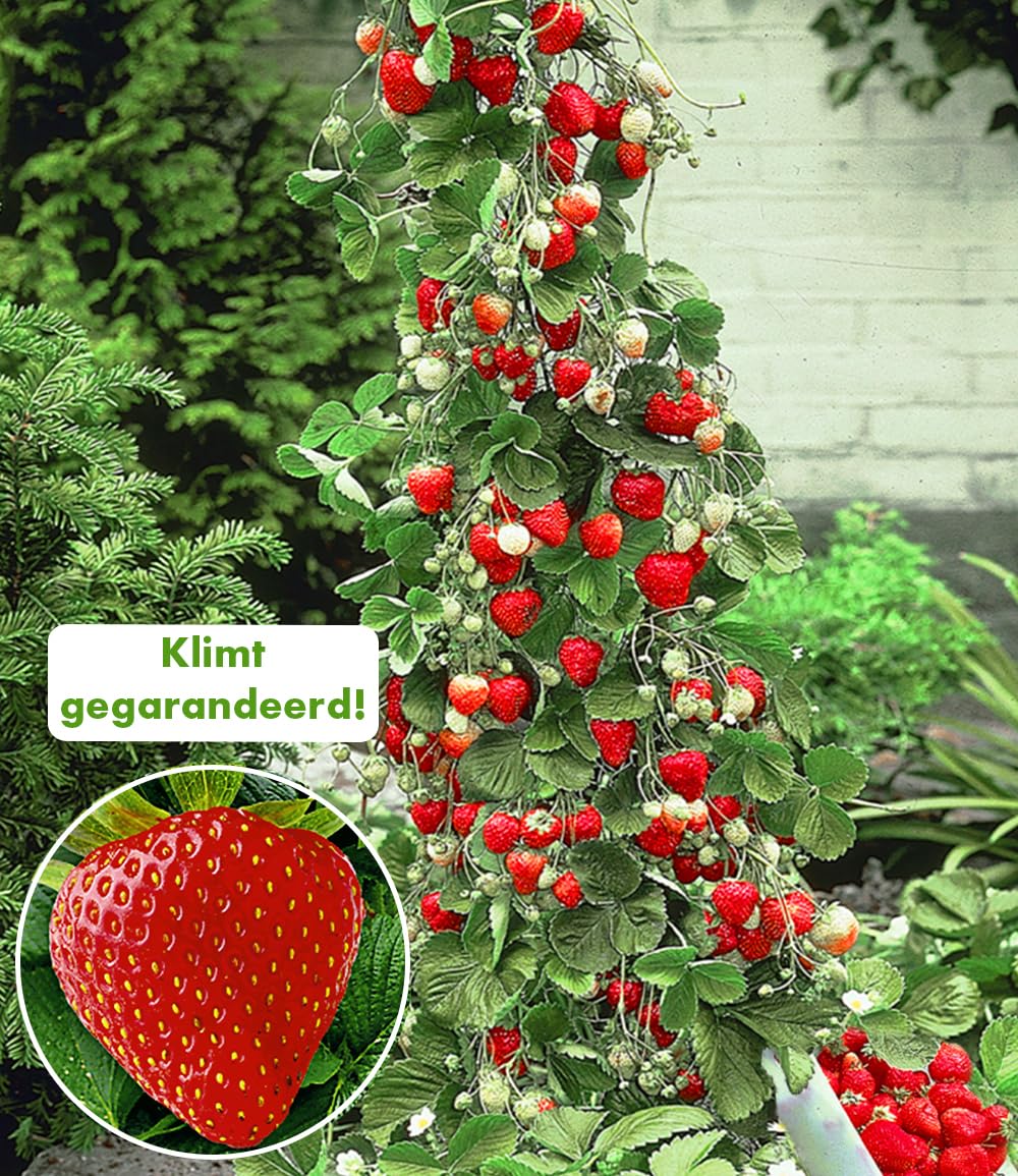 baldur-garten-kletter-erdbeere-hummi-3-pflanzen-im-7x7-cm-topf image 2