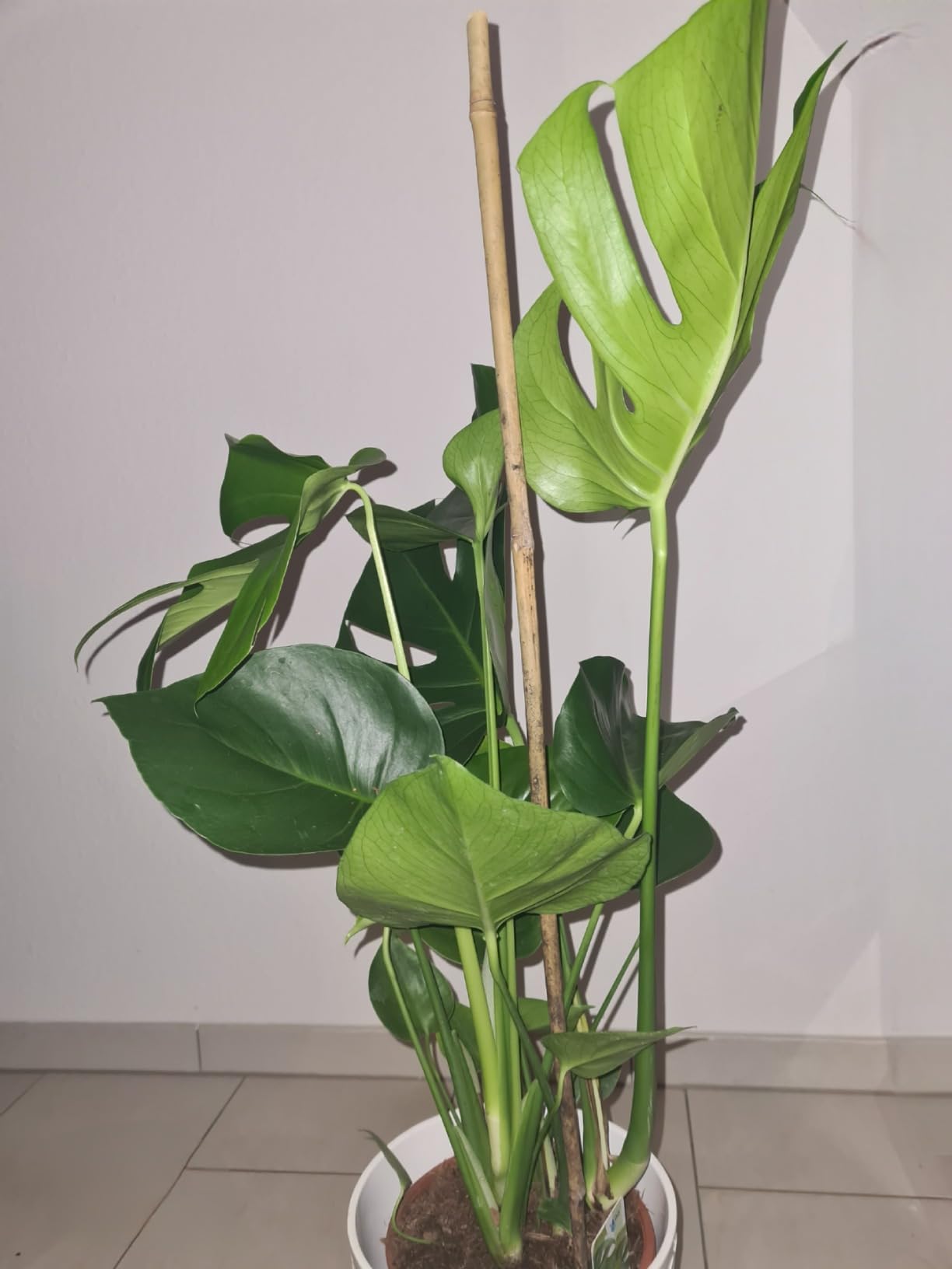 Ideal für Anfänger