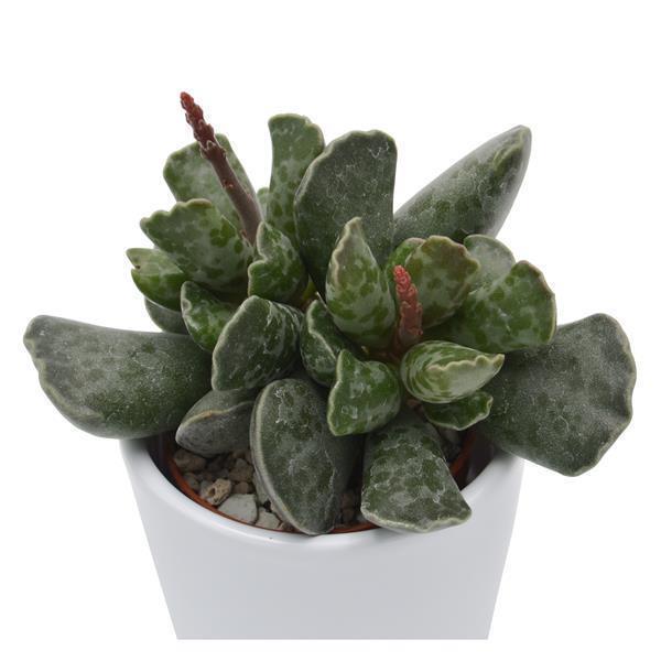 pasiora-adromischus-cooperi-kiebitzei-kurzstiel-6cm image 1
