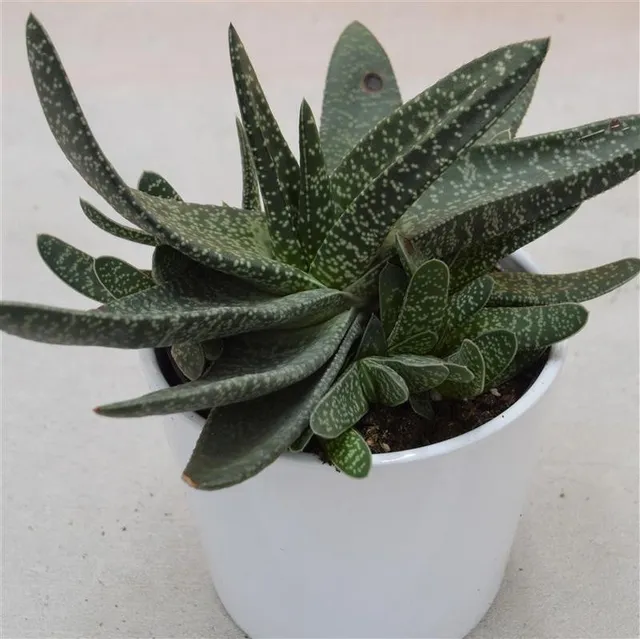 pasiora-gasteria-verrucosa-sukkulente-12cm-topf image 1
