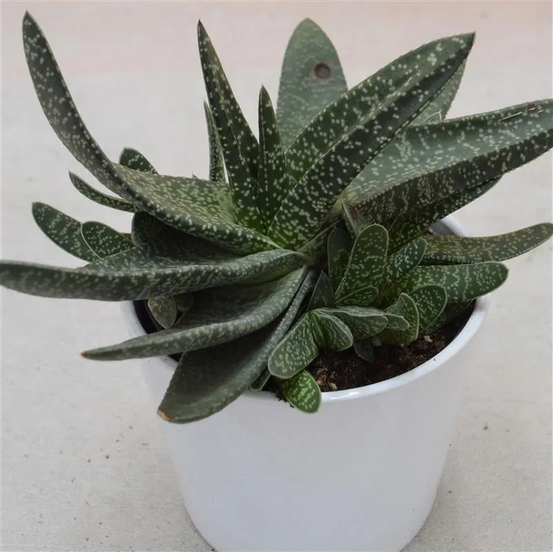 pasiora-gasteria-verrucosa-sukkulente-12cm-topf image 1