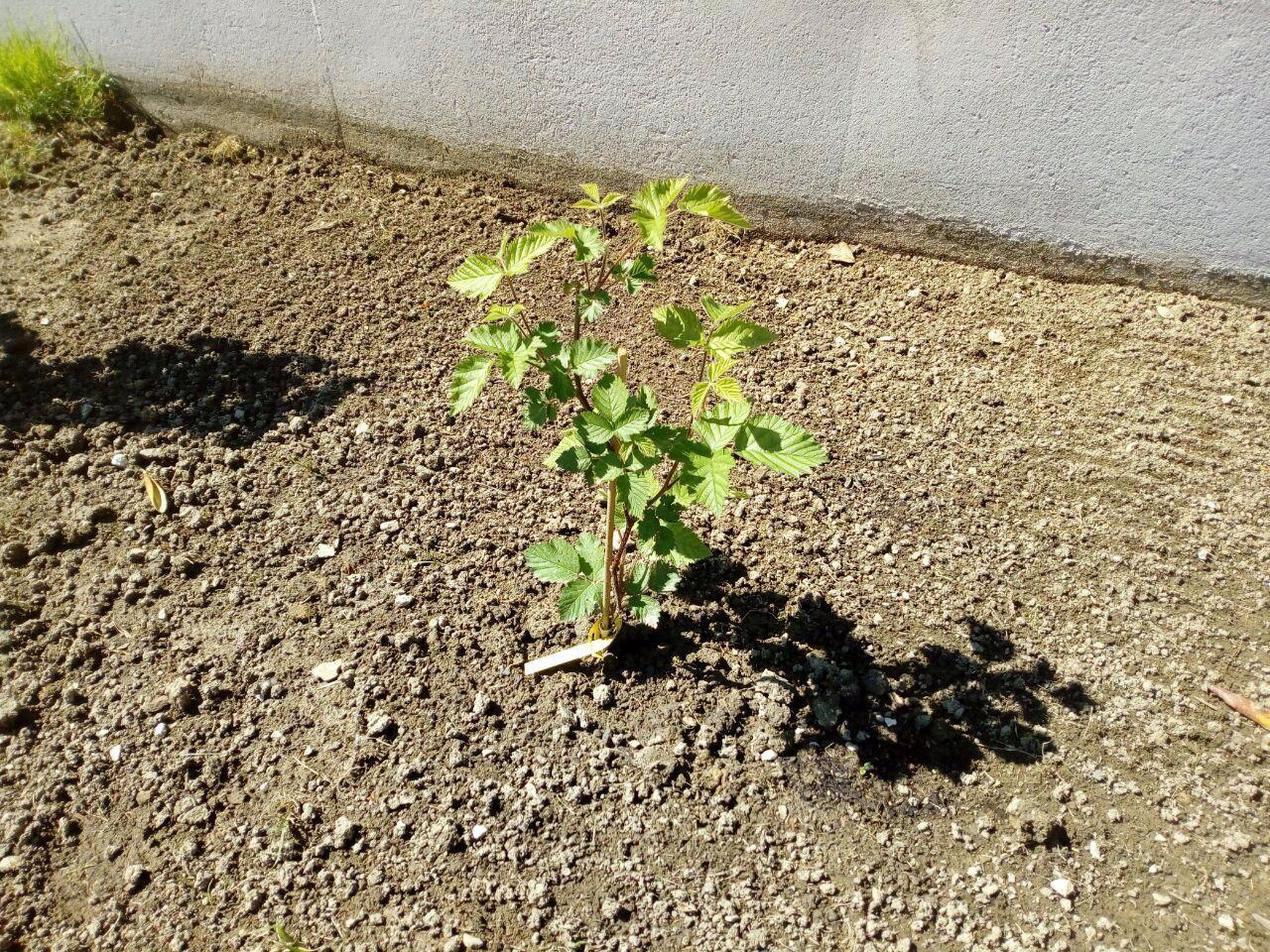 Reiche Ernte