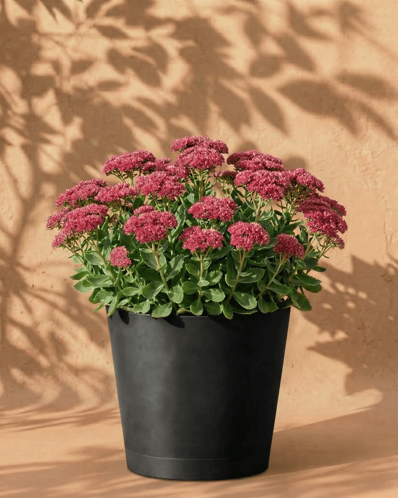 feey-sedum-rosa-herbstfetthenne-knollenpflanze image 6