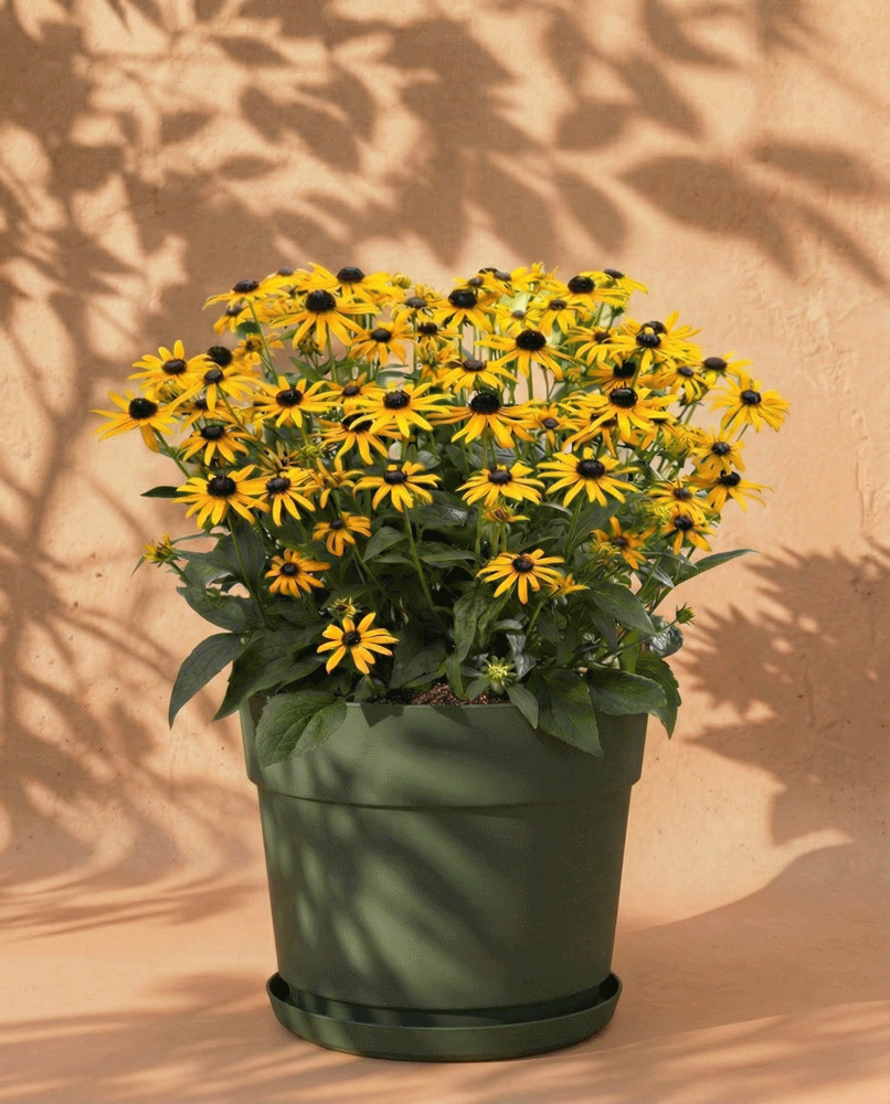 feey-gelber-sonnenhut-rudbeckia-fulgida-wurzelstock image 7