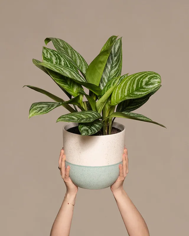 feey-aglaonema-stripes-kolbenfaden-mittel image 1