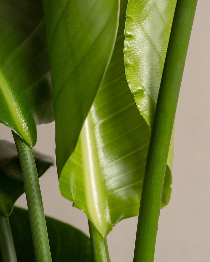 feey-pflanzen-set-f-r-viel-licht-5-zimmerpflanzen-mit-strelitzie-und-aloe image 2