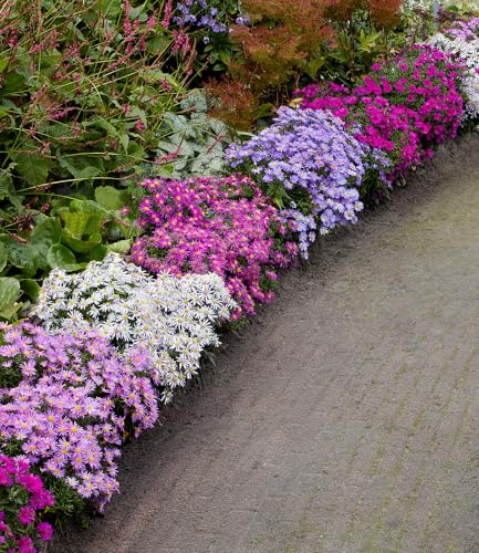 baldur-garten-beet-astern-meerblick-4-pflanzen-im-9x9-cm-topf-4-farben image 3