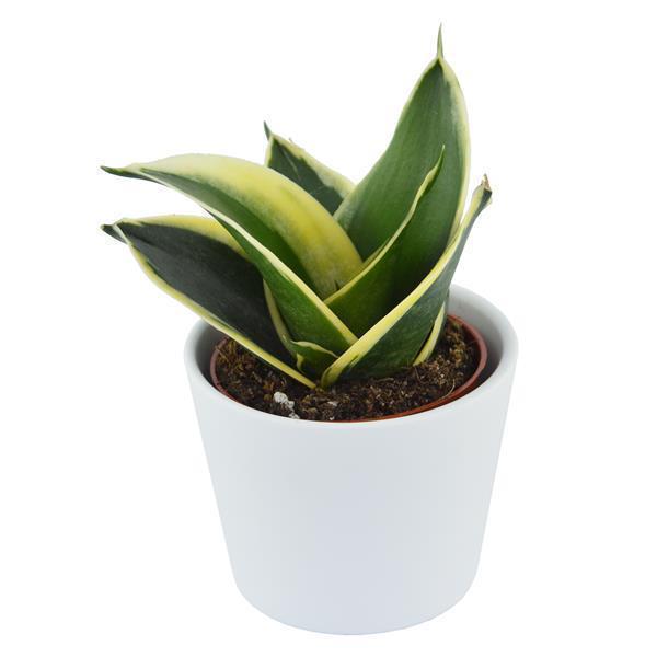 pasiora-sansevieria-trifasciata-honey-boney-sukkulente-6cm image 3