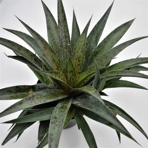 pasiora-x-mangave-pineapple-express-gro-e-sukkulente-im-13cm-topf image 1