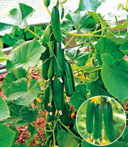 baldur-garten-4er-snack-gem-se-kollektion-gurke-tomate-paprika-10-5-cm-topf image 8